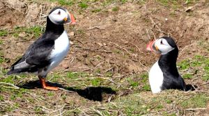 Puffin burrows on Skomer