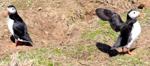 Landing on Skomer the puffin way