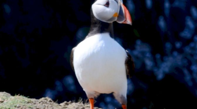 Travel Blog: Wandering and eating our way around Pembrokeshire