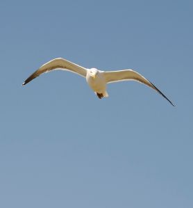 Looking for Manx Shearwaters on Skomer